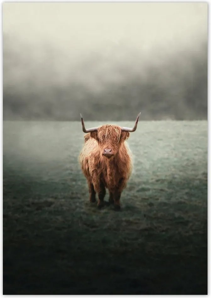 Poszterek 70x100 Skót szőrös tehén