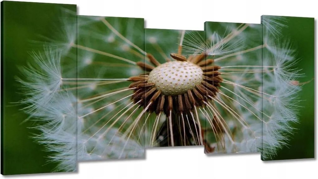 Vászonkép 150x80 Pitypang Virág Virágok