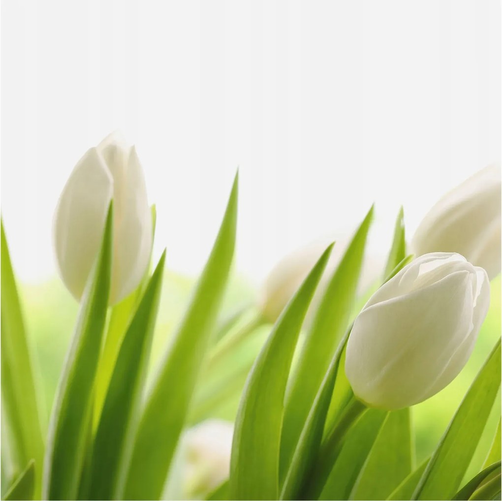 Dekoratív Fotótapéta Furnér Flizelin Fehér tulipánok 250x250 Ragasztó