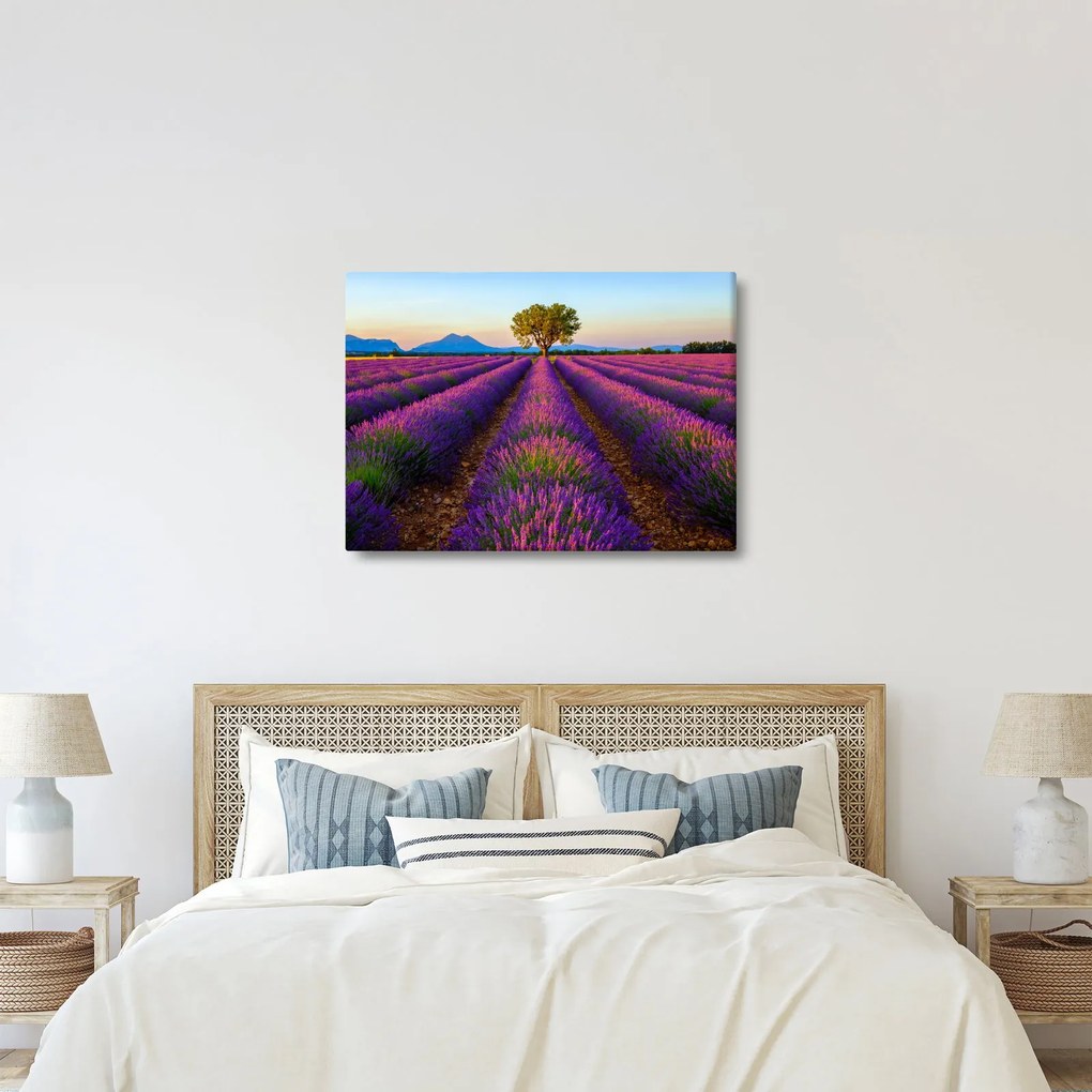 Kép - Levendula mező (70x50 cm)