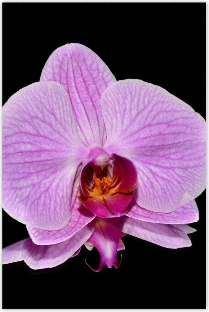 Poszterek 80x120 Lila orchidea