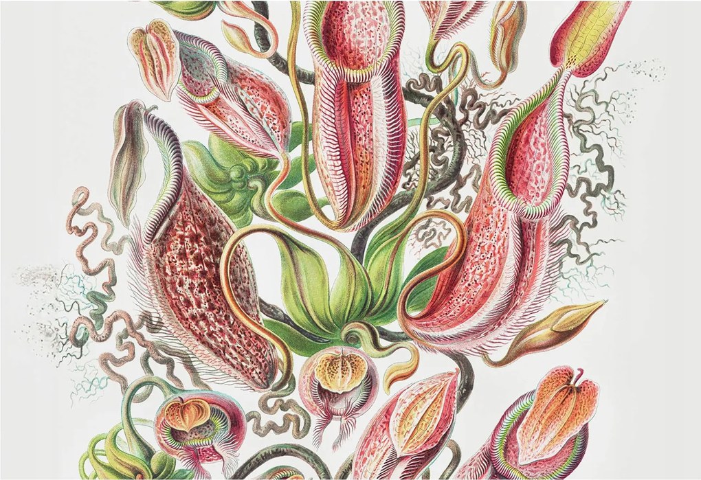 Fotótapéta Flizelin Dekoratív tapéta Növényi részletek 152x104 Ragasztó