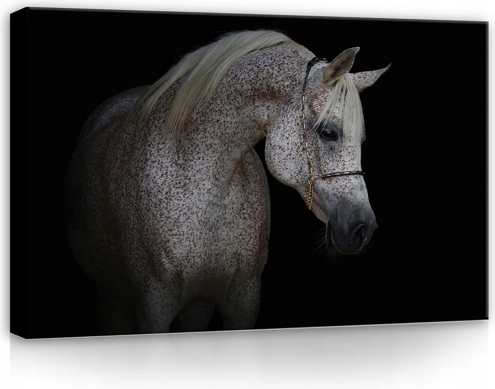 Vászonkép 60x40 Arab ló állat kecsesség erő portré sötét háttér kontraszt