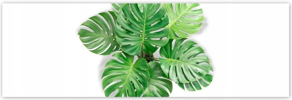 Poszterek 200x66 Lyukas szörny levelek