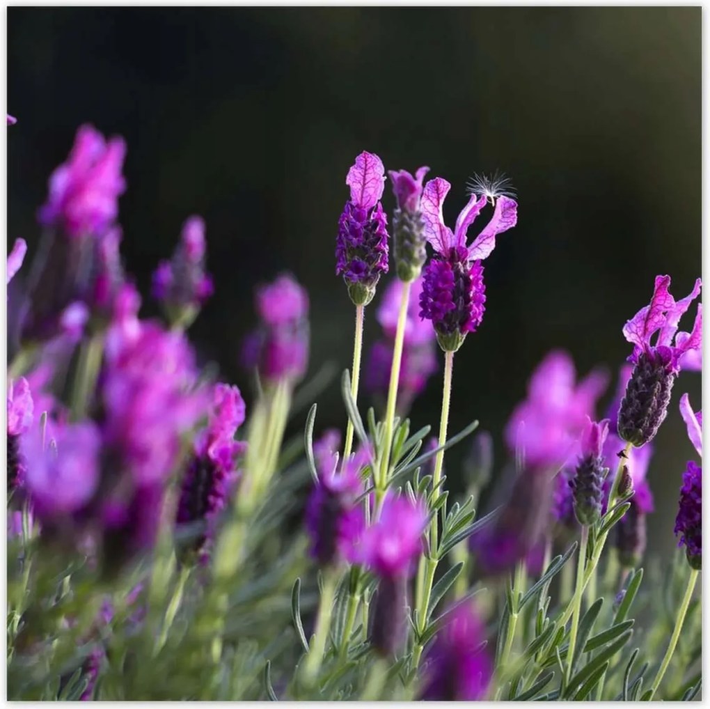 Poszterek 140x140 Lila virágok