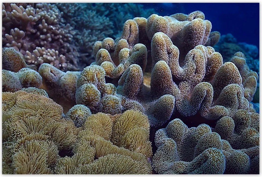 Poszterek 120x80 Sárga korallzátony