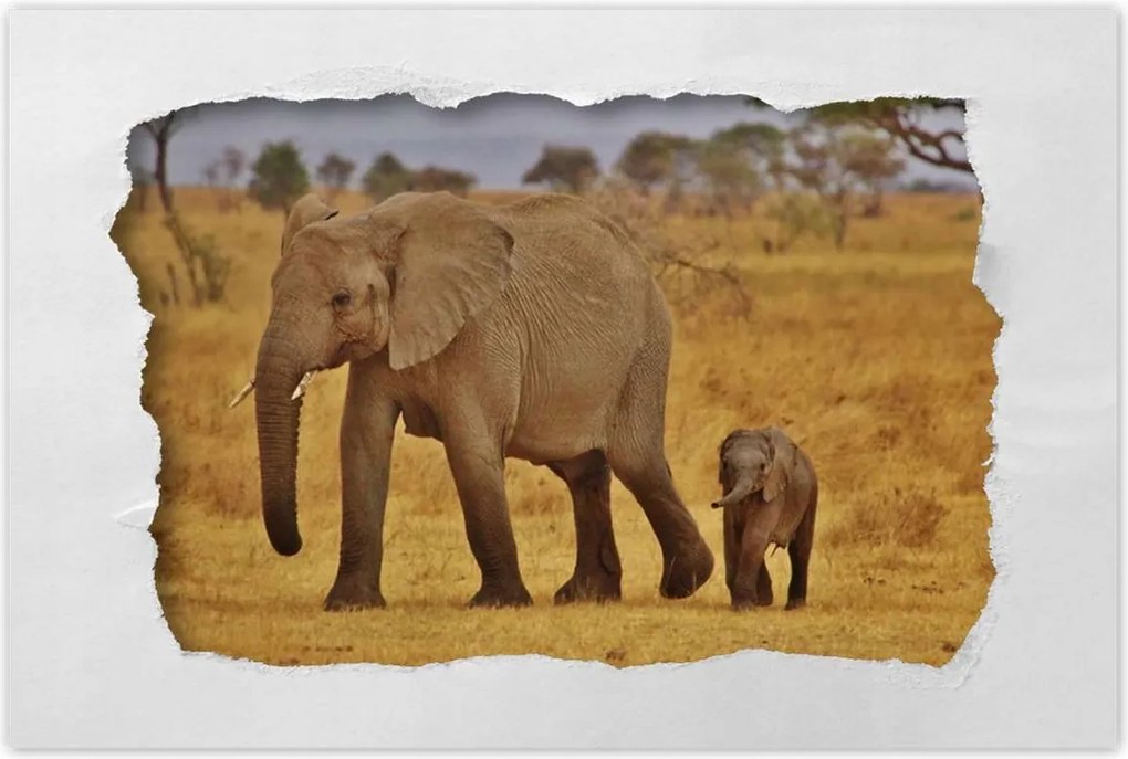 Poszterek 120x80 Elefánt az anyjával