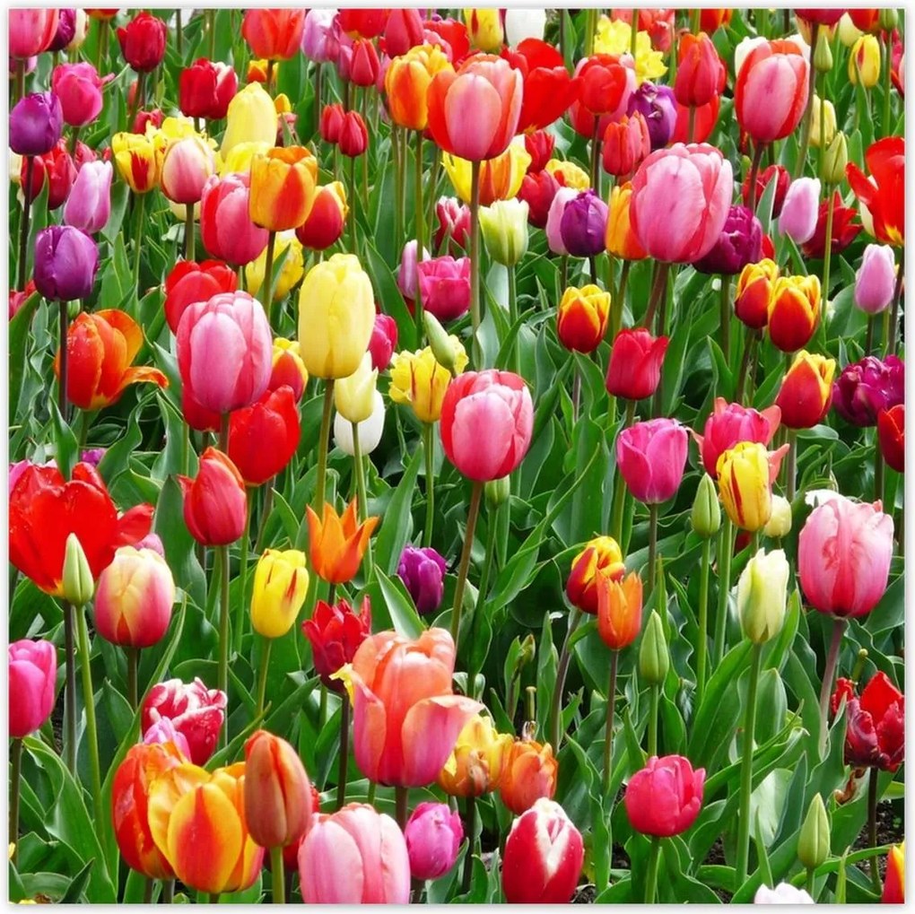 Plakátok 100x100 Színes tulipánok a réten