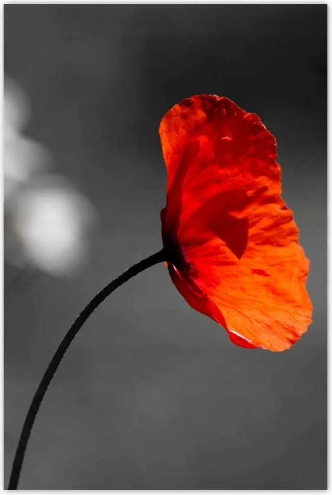 Poszterek 80x120 Virágzó piros pipacs