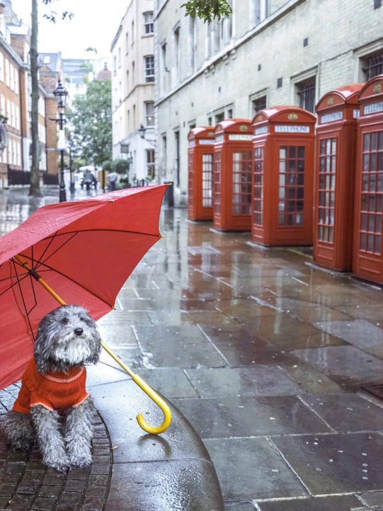 Poszter 60x80cm Kutya esernyővel a londoni utcán, Assaf Frank