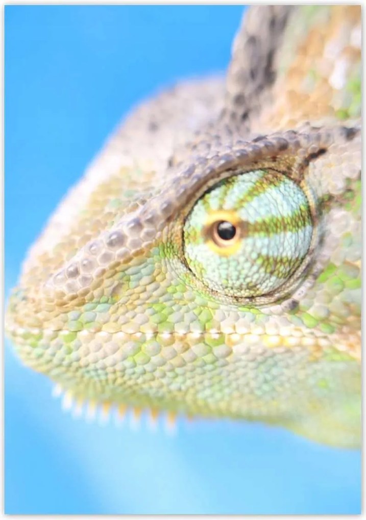 Poszterek 70x100 Kaméleon