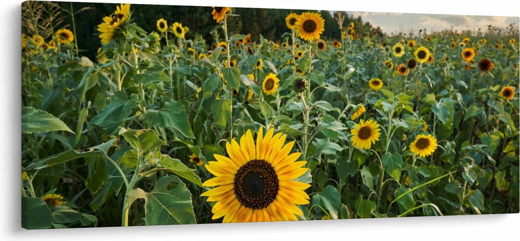 Kép - Napraforgómező II. (120x50 cm)