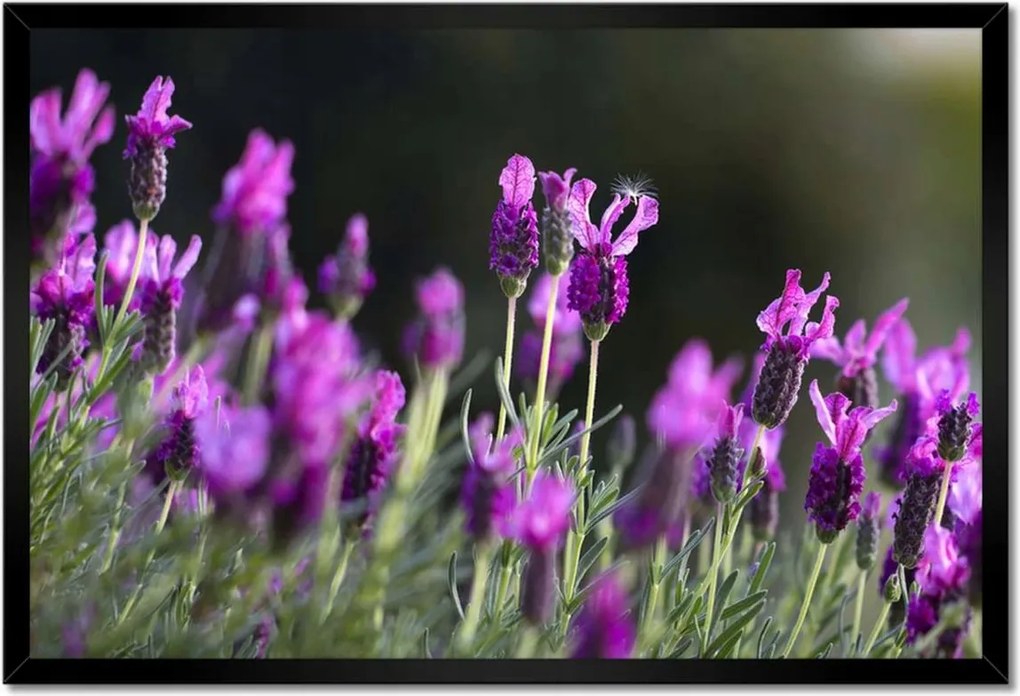 Poszter keretben 60x40 Levendula virágok
