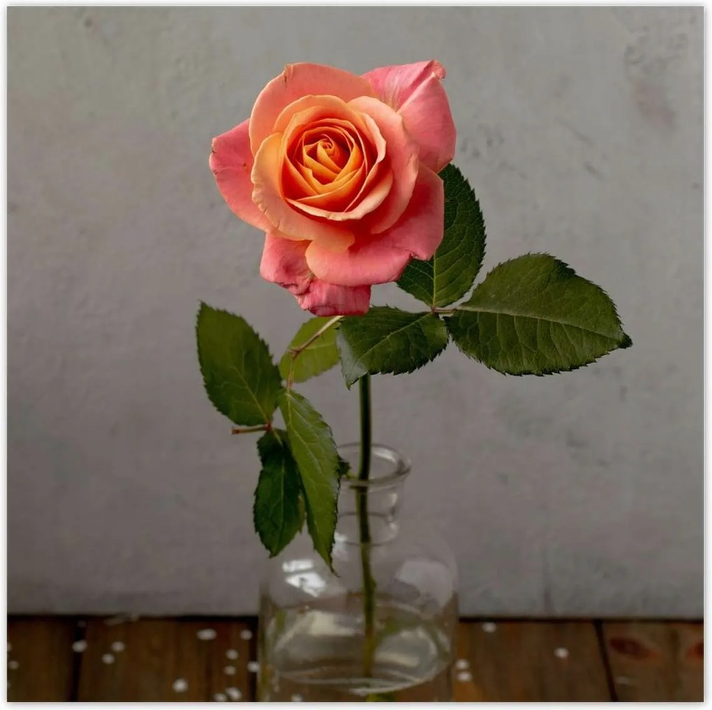 Poszterek 140x140 Rózsa Virág Virágok Rózsa