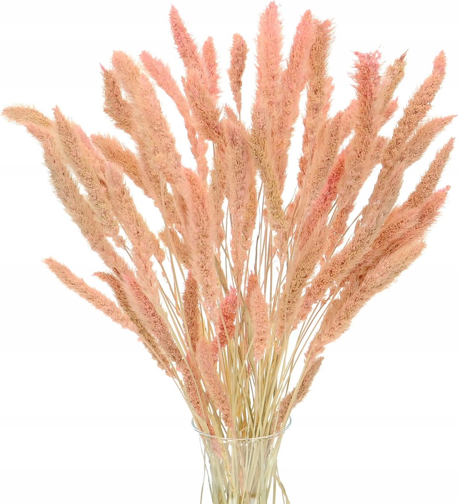 Szárított Setaria rózsaszín hajszálcsokor 30 db-os díszfű dekoráció