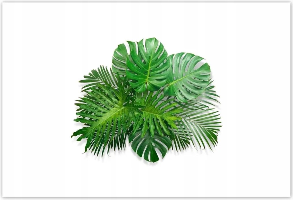 Poszterek 155x105 Monstera Lyukas levelek