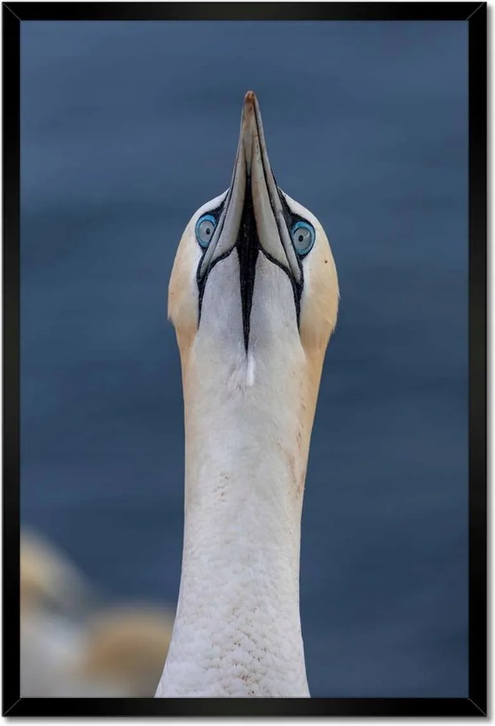 Poszterek keretben 40x60 Madarak