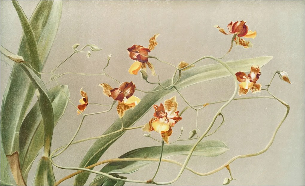 Fotótapéta Flizelin Hálószoba Nappali Orchideák Klasszikus 416x254 Ragasztó