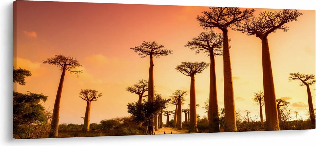 Kép - Naplemente a Baobab Alley-ben (120x50 cm)