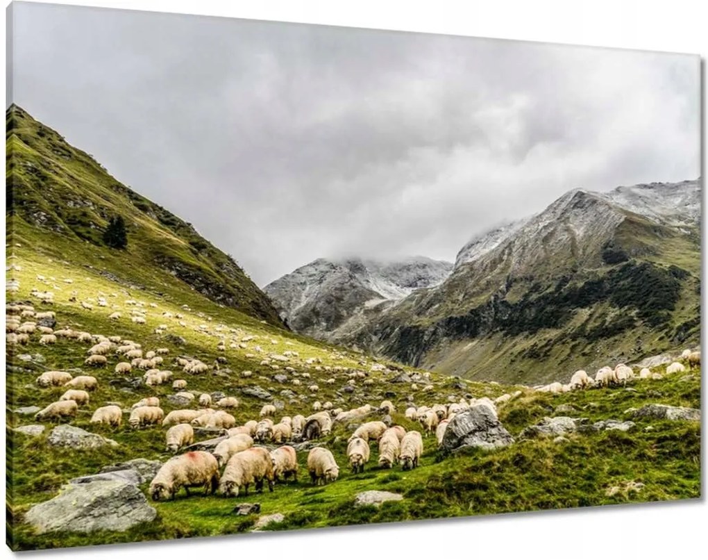 Vászonkép 100x70 Juh legeltetés Bárányok