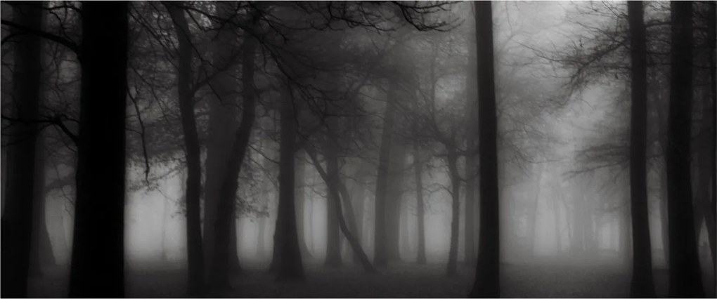 Kép - erdő a ködben (120x50 cm)
