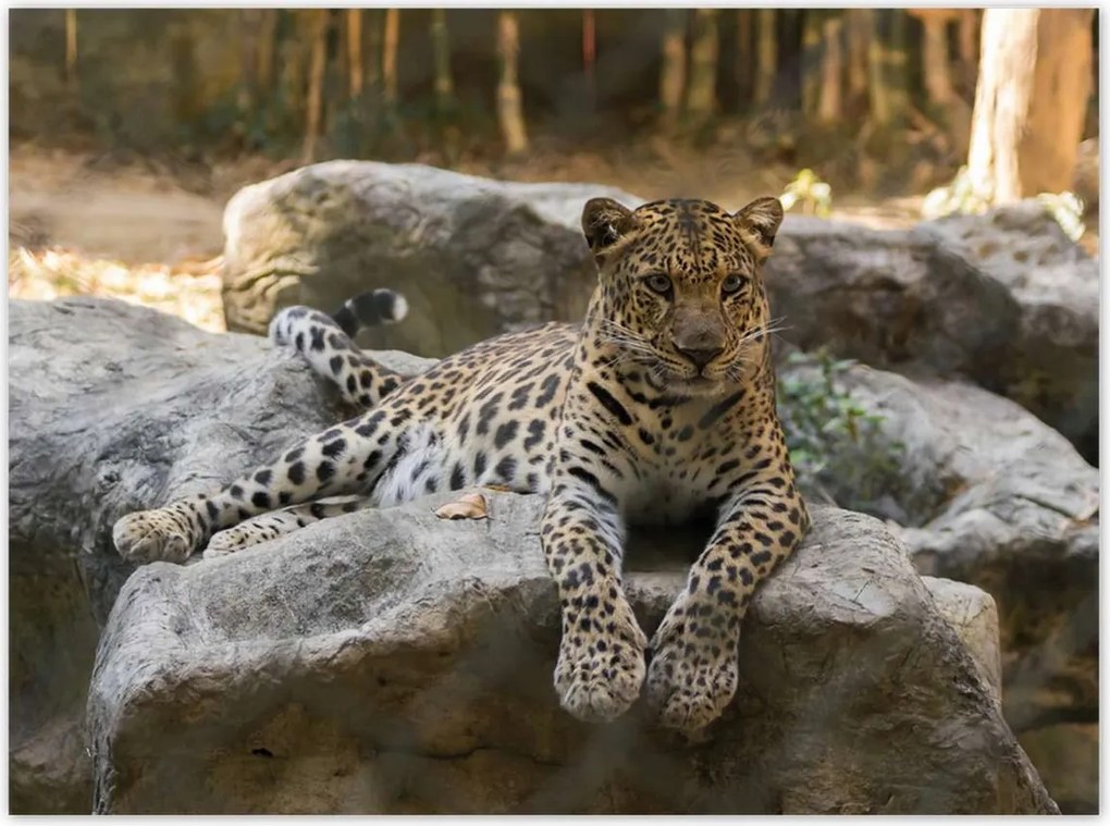 Poszterek 135x100 Leopárd