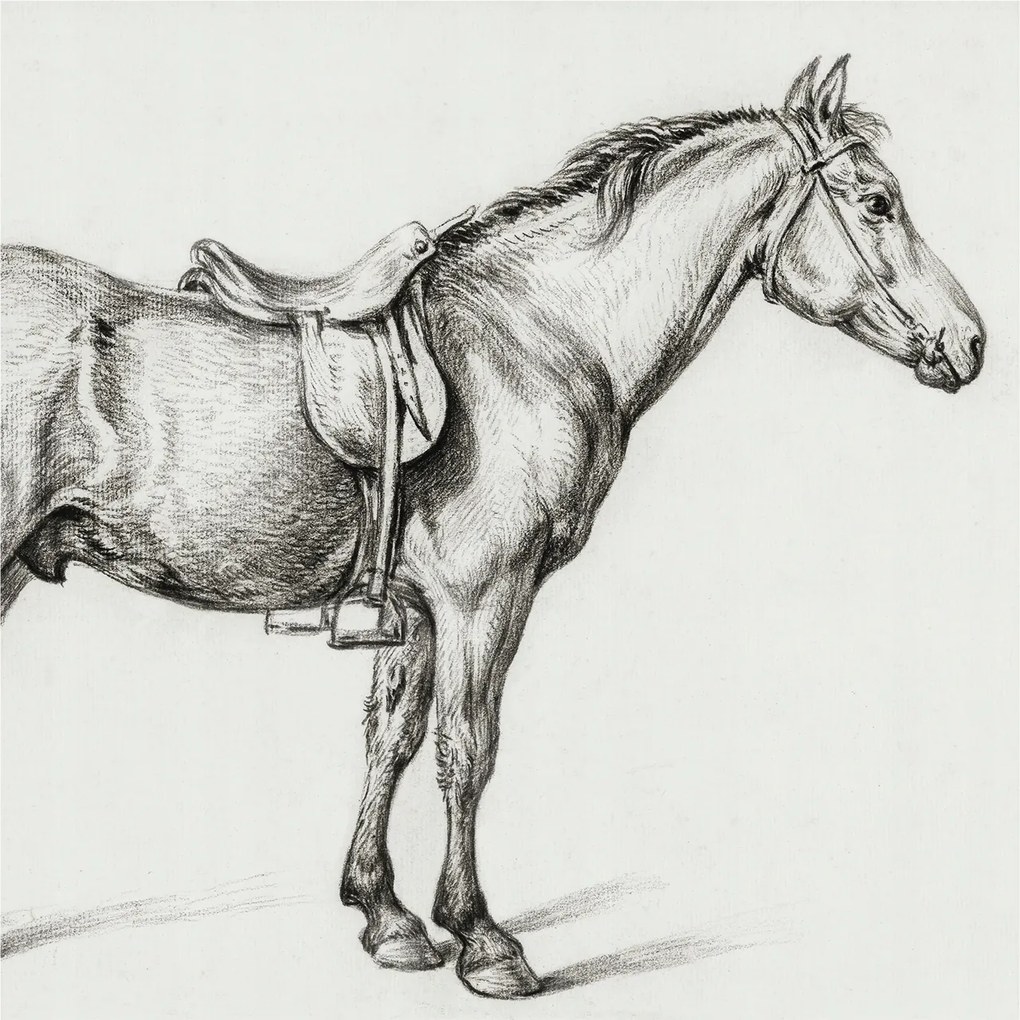 Flizelin fotótapéta Flizelin Design Ló vázlat 250x250 Ragasztó