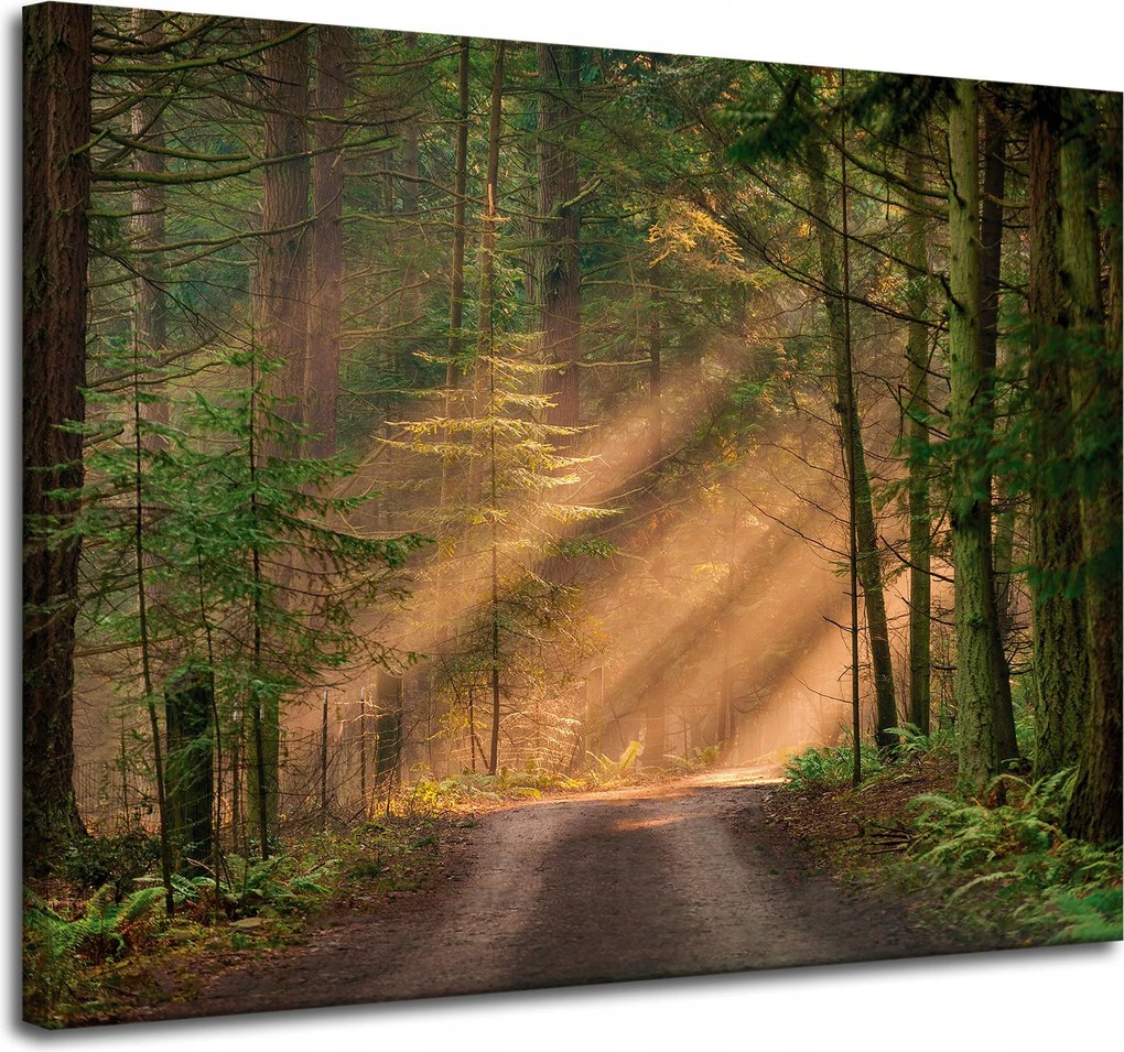 Vászonkép Ösvény az erdőben Fák Természet 100x80 cm