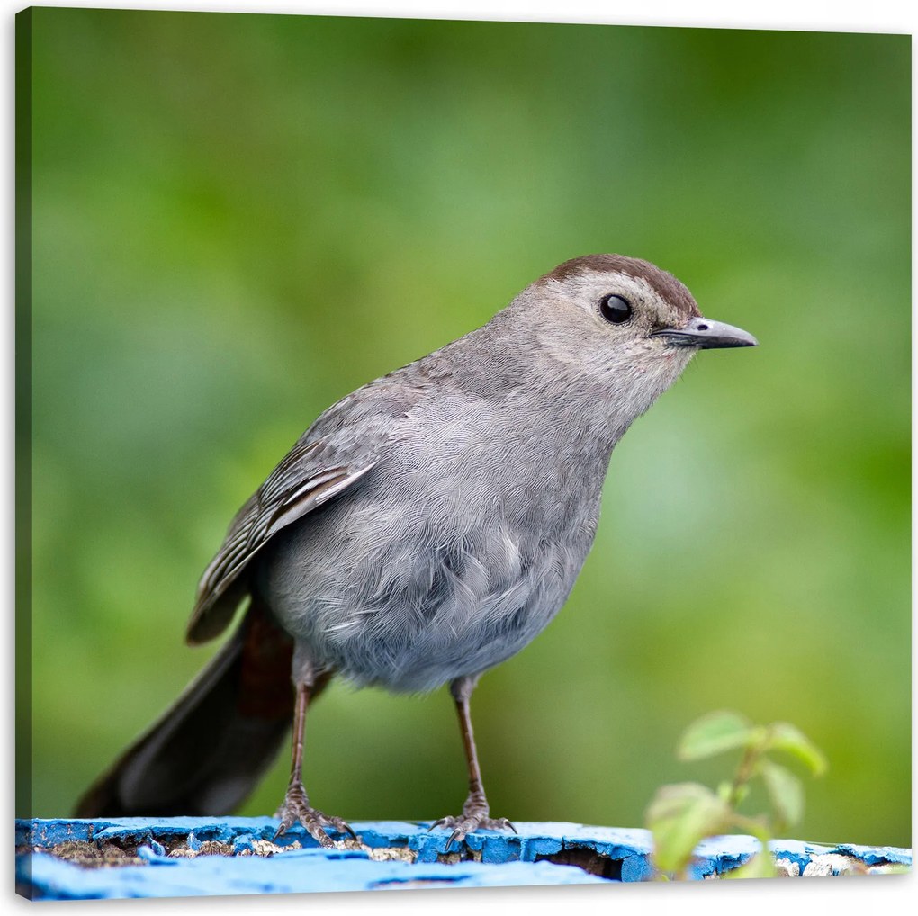 Vászonkép Állatok Ülő madár 60x60 cm