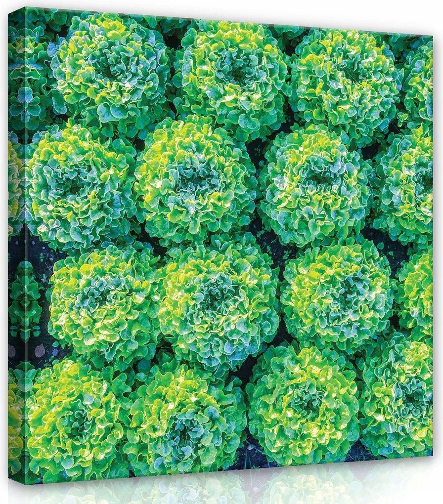 Vászonkép 80x80 Saláta zöld friss természet közelkép mező kert egészség minta