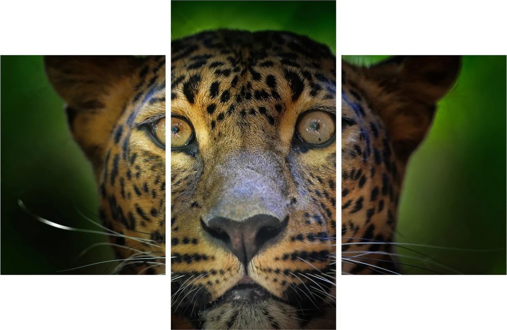 Kép - Leopárd portré, Sri Lanka (90x60 cm)