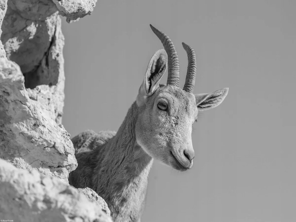 Poszter 40x30cm Ibex Nubiana 3, Assaf Frank