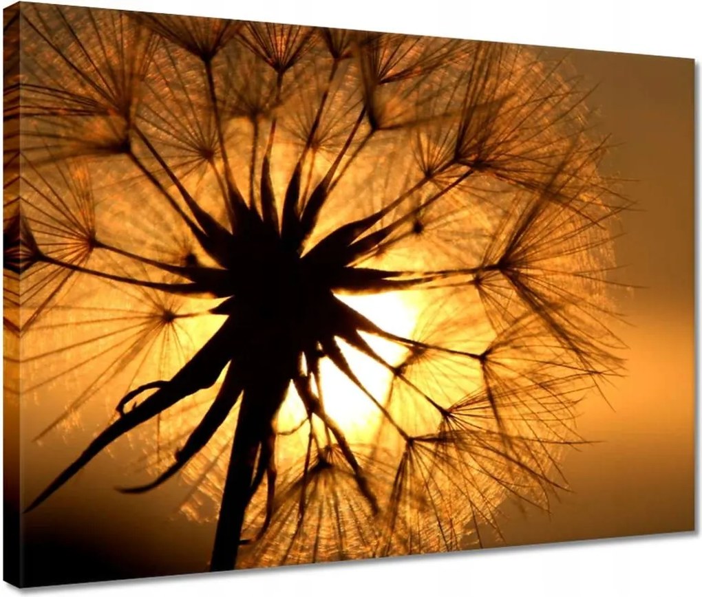 Vászonkép 40x30 Pitypang Virág Virágok