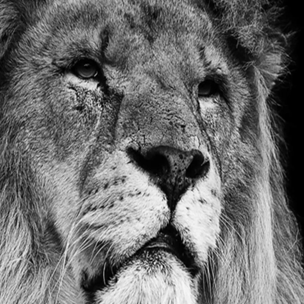 Gario Paraván Lion fekete-fehérben Méret: 145 x 170 cm, Kivitelezés: Forgó paraván 360°