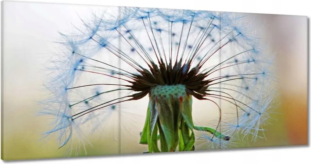 Vászonkép 120x60 Pitypang Virág Virágok