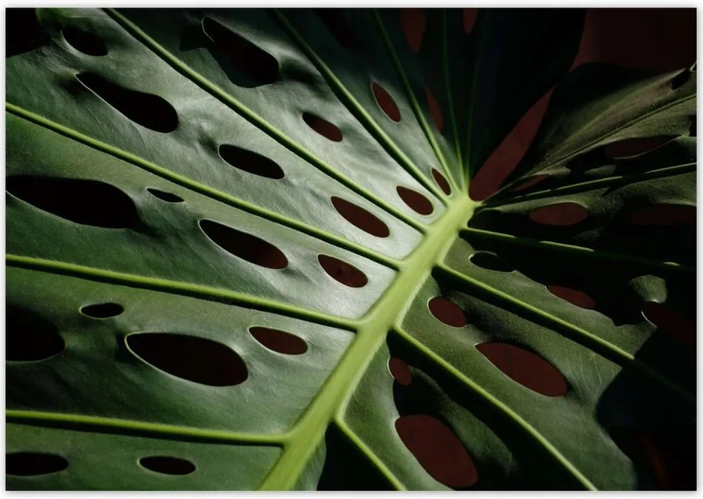 Poszterek 100x70 Mosnter levelek lyukas