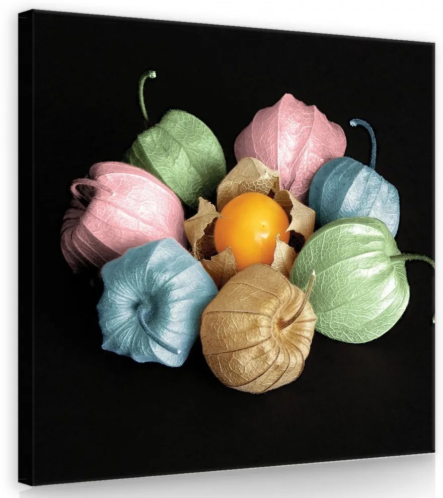 Színes lampionvirág, vászonkép 80x80 cm méretben