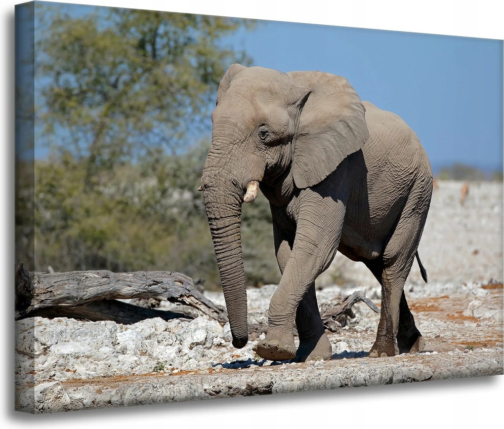 Vászonkép Nagy Szürke Elefánt Természet Sziklák Nap 70x50 cm