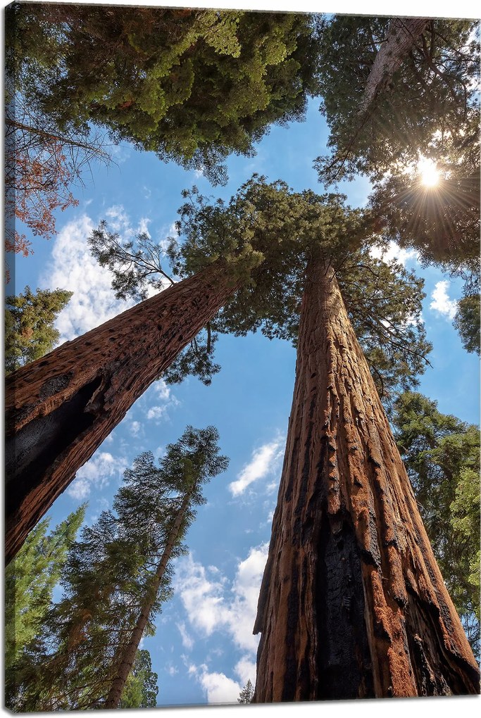 Vászonkép Magas fák Ég Természet Nap 40x60 cm