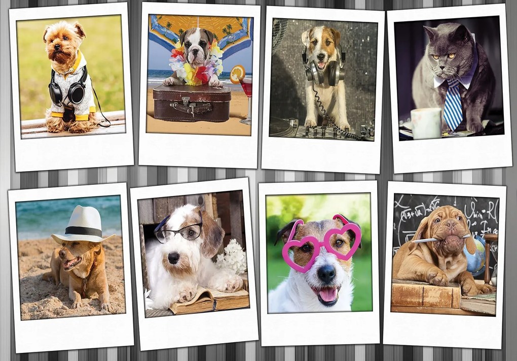 Fotótapéta Kutyák Kollázs Vicces portrék Antropomorfizmus Humor 254x184 +ragasztó