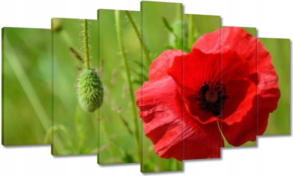 Vászonkép 140x80 piros mezei pipacs