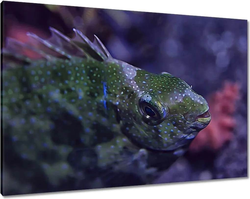 Vászonkép 100x70 Tengeri vízi ökoszisztéma