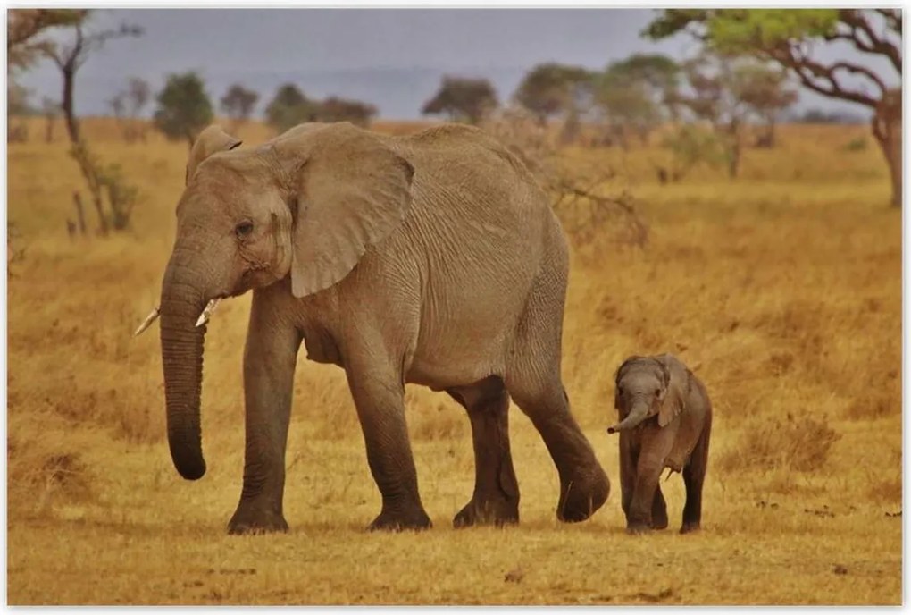 Poszterek 120x80 Elefánt az anyjával