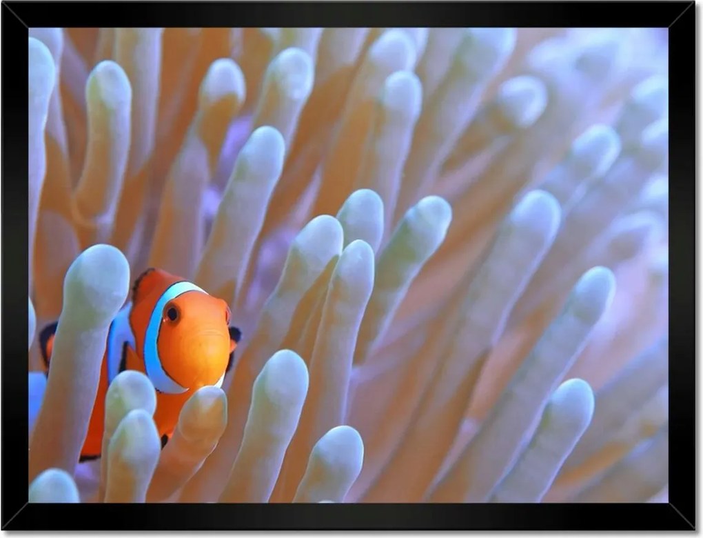 Poszterek keretben 40x30 Csodálatos tengeri világ