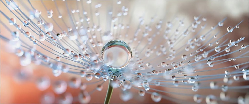 Fotótapéta Falra az előszoba konyhájába Csepp a pitypangon 250x104 Ragasztó