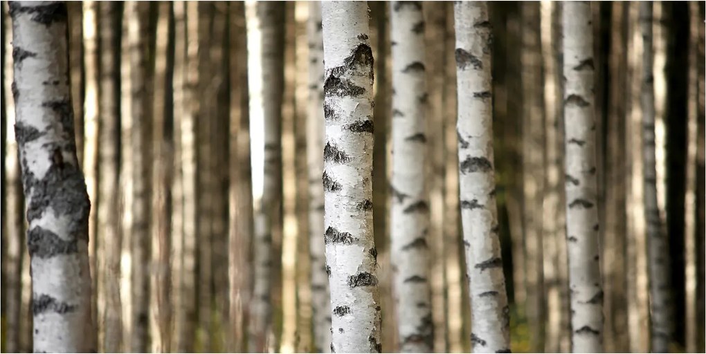 Üvegpanel konyhába Nyírfa 100x50 cm Ragasztó