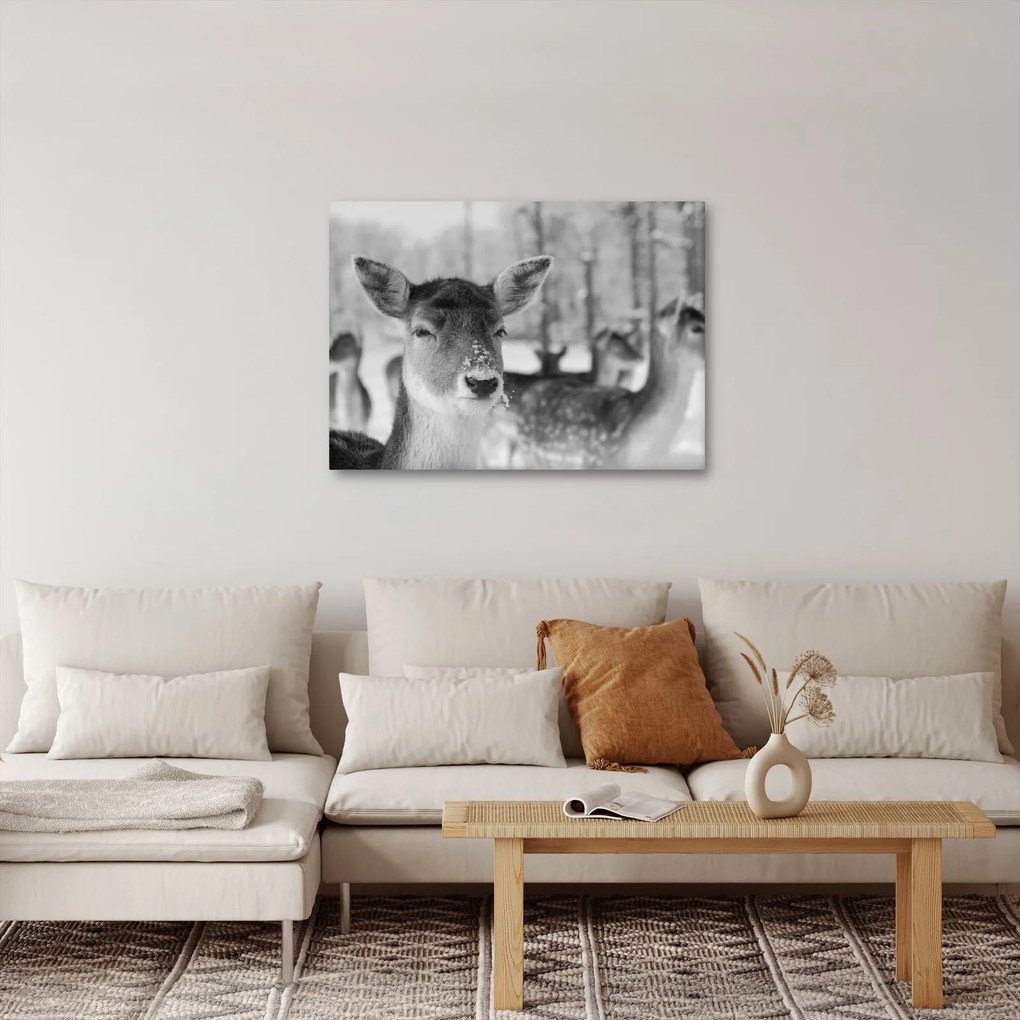 Kép - Szarvas, fekete, fehér (70x50 cm)