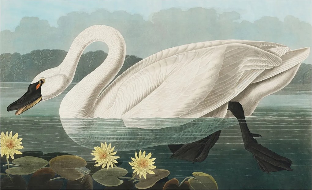 Divatos 3D Fali Tapéta Hattyú és nenufary 416x254 Ragasztóval