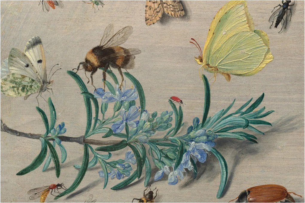 Kép - Jan van Kessel the Elder, Insects and a Sprig of Rosemary, reprodukciók (90x60 cm)