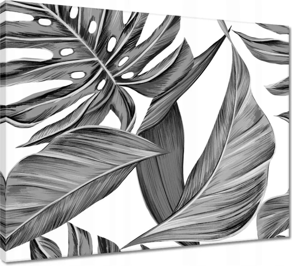Vászonkép 50x40 Monstera szürke